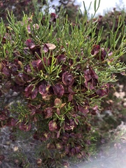 Dodonaea stenozyga