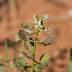 Lepidium phlebopetalum