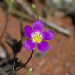 Calandrinia remota