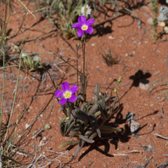 Calandrinia remota