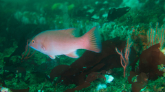 Bodianus pulcher
