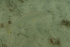 Umbrina roncador