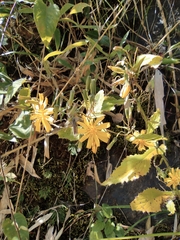 Crepidiastrum denticulatum