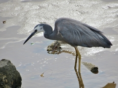 Egretta novaehollandiae novaehollandiae