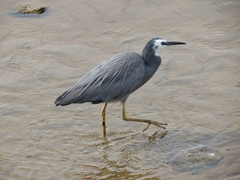 Egretta novaehollandiae novaehollandiae