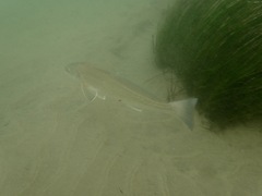 Menticirrhus undulatus