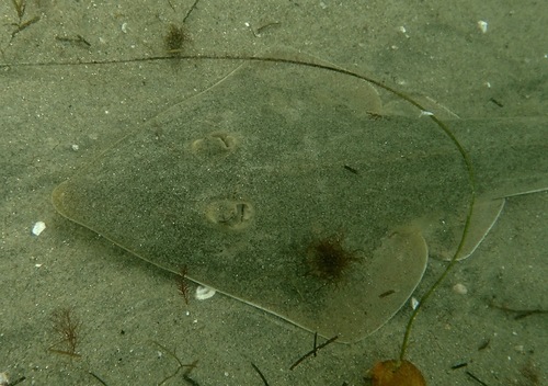 Shovelnose Guitarfish, photo 3 of 10