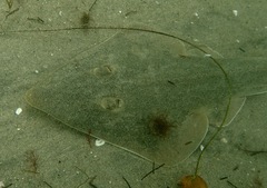 Northern Guitarfish photo 3