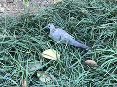 Streptopelia chinensis