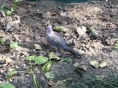 Streptopelia chinensis