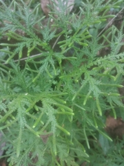 Selaginella delicatula