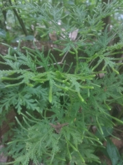 Selaginella delicatula