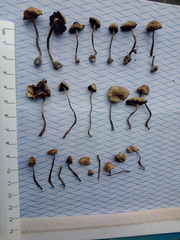 Psilocybe tasmaniana