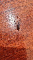 Ctenaphides porcellus