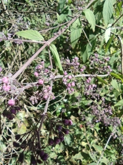 Isodon amethystoides