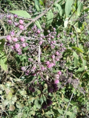 Isodon amethystoides