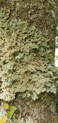 Pseudocyphellaria multifida