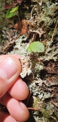 Pseudocyphellaria multifida