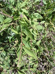 Isodon amethystoides