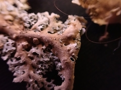 Pseudocyphellaria multifida
