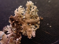 Pseudocyphellaria multifida