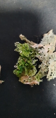 Pseudocyphellaria multifida