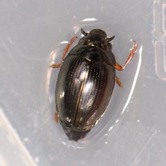 Gyrinus