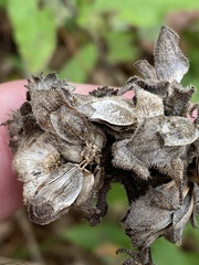 Silphium asperrimum