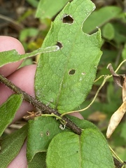 Silphium asperrimum