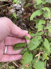 Silphium asperrimum