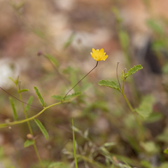 Sida fibulifera