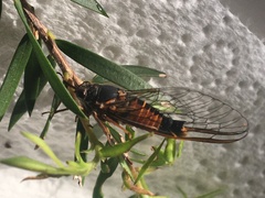 Yoyetta landsboroughi