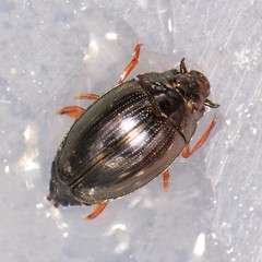 Gyrinus