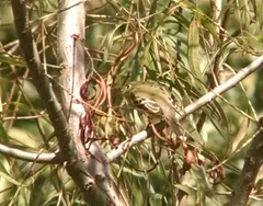 Empidonax flaviventris