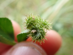 Medicago polymorpha nigra