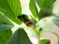 Medicago polymorpha nigra