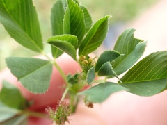 Medicago polymorpha nigra