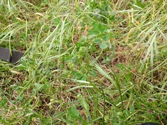 Medicago polymorpha nigra