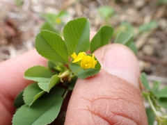 Medicago polymorpha nigra