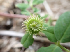 Medicago polymorpha nigra
