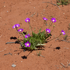 Calandrinia remota