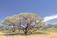 Acacia papyrocarpa