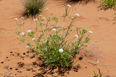 Trachymene glaucifolia