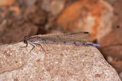 Argia tonto