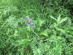 Delphinium crassifolium