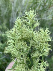 Brickellia longifolia multiflora