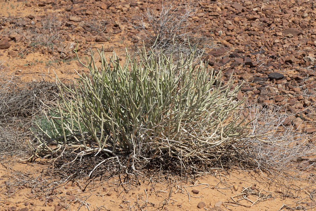 Sarcostemma australe R.Br.