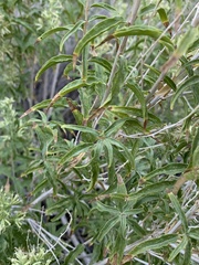 Brickellia longifolia multiflora