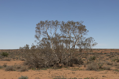 Melaleuca glomerata