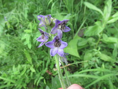 Delphinium crassifolium
